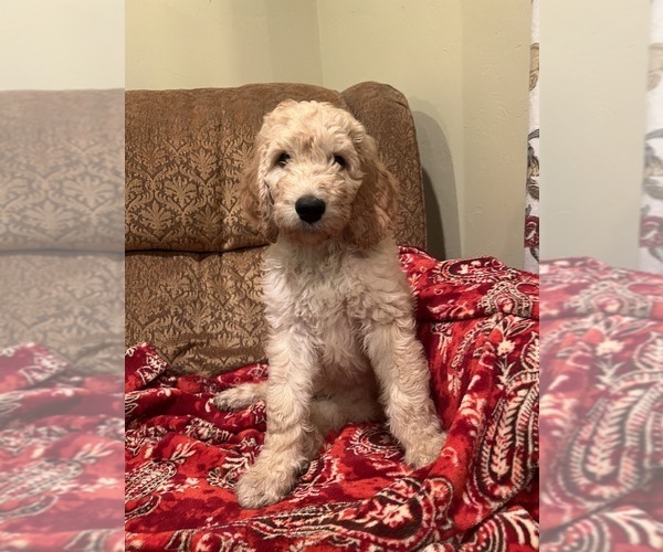 Medium Photo #5 Goldendoodle Puppy For Sale in EDMOND, OK, USA