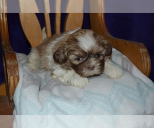Medium Shih Tzu