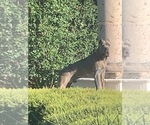 Small Photo #1 Cane Corso Puppy For Sale in SAN ANTONIO, TX, USA