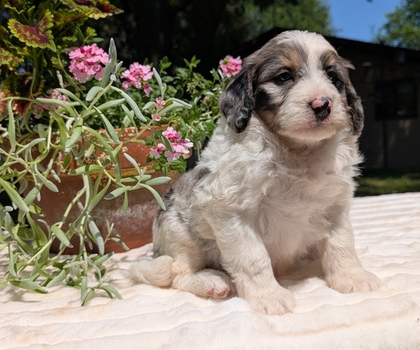 Medium Photo #26 Miniature Bernedoodle Puppy For Sale in GOSHEN, IN, USA