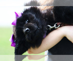 Small Photo #5 Newfoundland Puppy For Sale in HENDERSONVILLE, NC, USA