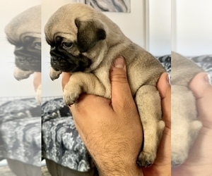 Pug Puppy for sale in HESPERIA, CA, USA