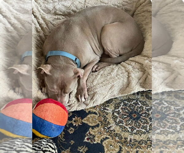 Medium Photo #32 American Staffordshire Terrier-Unknown Mix Puppy For Sale in Lake Forest, CA, USA