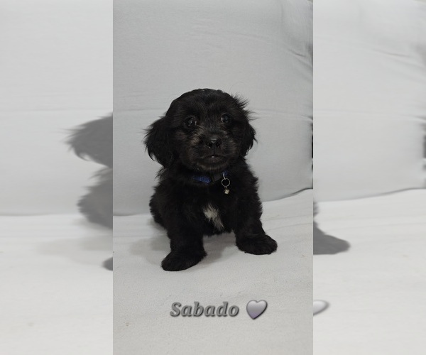 Medium Photo #7 Shih-Poo Puppy For Sale in CHARLOTTE, NC, USA