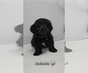 Medium Shih-Poo