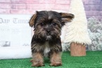Small Photo #1 Shorkie Tzu Puppy For Sale in BEL AIR, MD, USA