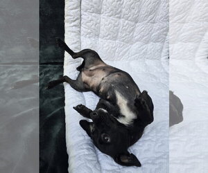 Onyx - Female Chiweenie Dog for Adoption - Photo #5