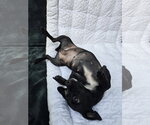 Small Photo #5 Chiweenie Puppy For Sale in San Francisco, CA, USA