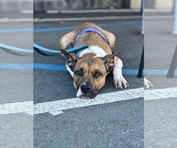 Medium Photo #2 American Staffordshire Terrier-Unknown Mix Puppy For Sale in Berkeley, CA, USA