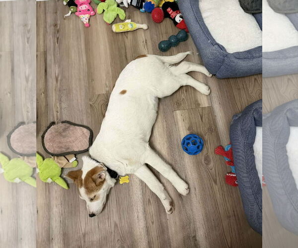 Medium Photo #3 Mutt Puppy For Sale in Sandy, UT, USA