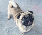 Small Photo #1 Beagleman-Pug Mix Puppy For Sale in YELM, WA, USA