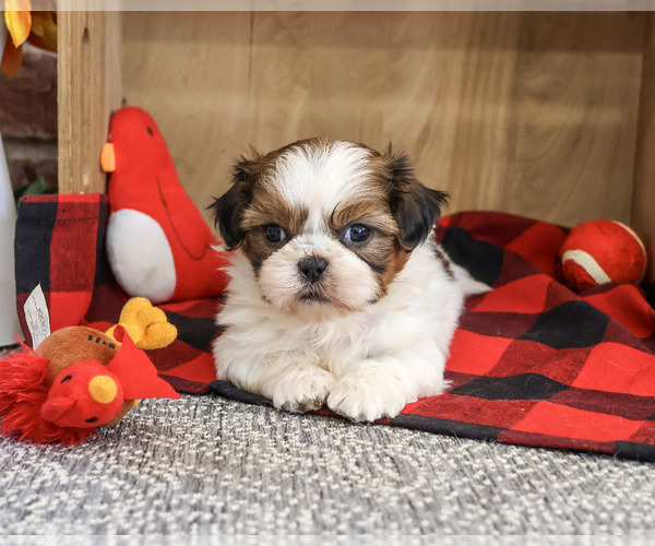 Medium Photo #4 Shih Tzu Puppy For Sale in SYRACUSE, IN, USA
