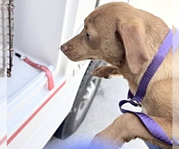 Medium Photo #2 Chihuahua-Unknown Mix Puppy For Sale in Houston, TX, USA