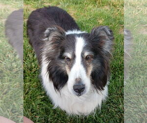 Mutt Dogs for adoption in Columbus, OH, USA