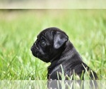 Small #1 Pug