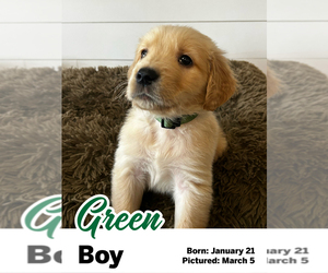 Medium Golden Retriever