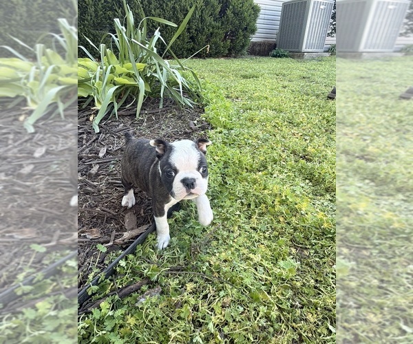 Medium Photo #7 Boston Terrier Puppy For Sale in FREDONIA, KS, USA