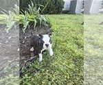 Small #6 Boston Terrier