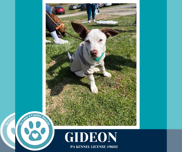 Medium Photo #20 Mutt Puppy For Sale in Kimberton, PA, USA