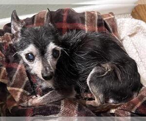 Chihuahua Dogs for adoption in San Antonio, TX, USA