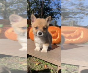 Pembroke Welsh Corgi Puppy for sale in MIDLOTHIAN, TX, USA