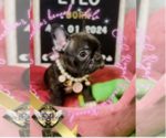 Small Photo #16 French Bulldog Puppy For Sale in ATHENS, GA, USA