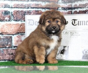 Aussie-Poo Puppy for sale in BEL AIR, MD, USA