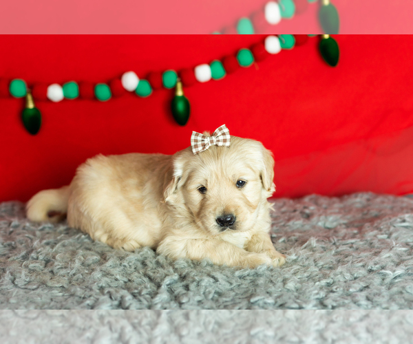 Medium Photo #2 Golden Retriever Puppy For Sale in WOLCOTTVILLE, IN, USA