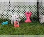 Puppy Pink Girl German Shepherd Dog