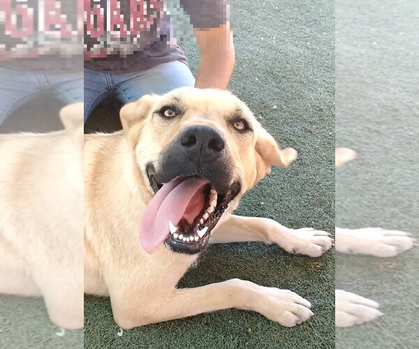 Medium Photo #1 Mutt Puppy For Sale in Apple Valley, CA, USA