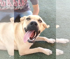 Mutt Dogs for adoption in Apple Valley, CA, USA