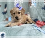 Small #3 Goldendoodle