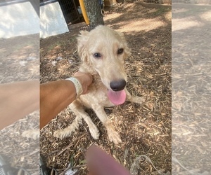 Medium Aussiedoodle-Goldendoodle Mix