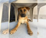 Small Black Mouth Cur Mix