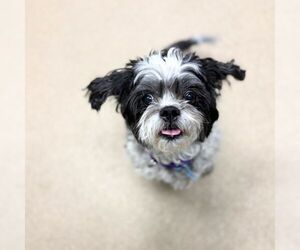 Shih Tzu-Unknown Mix Dogs for adoption in Aurora, CO, USA