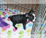 Small Photo #4 Boston Terrier Puppy For Sale in ORO VALLEY, AZ, USA