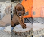 Small #2 Redbone Coonhound