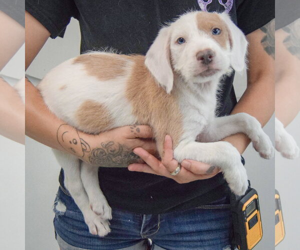 Medium Photo #2 Colonial Cocker Spaniel-English Setter Mix Puppy For Sale in Huntley, IL, USA