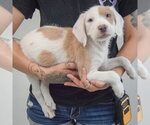 Small #1 Colonial Cocker Spaniel-English Setter Mix
