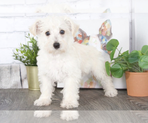 Wee-Poo Puppy for sale in RED LION, PA, USA