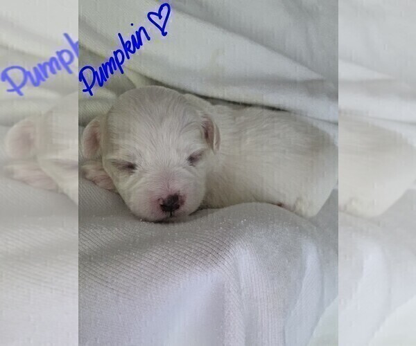 Medium Photo #10 Maltipoo Puppy For Sale in BREMERTON, WA, USA