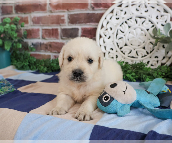 Medium Photo #7 Golden Retriever Puppy For Sale in SYRACUSE, IN, USA