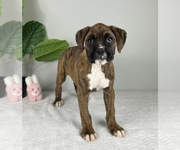Medium Photo #6 Boxer Puppy For Sale in FRANKLIN, IN, USA