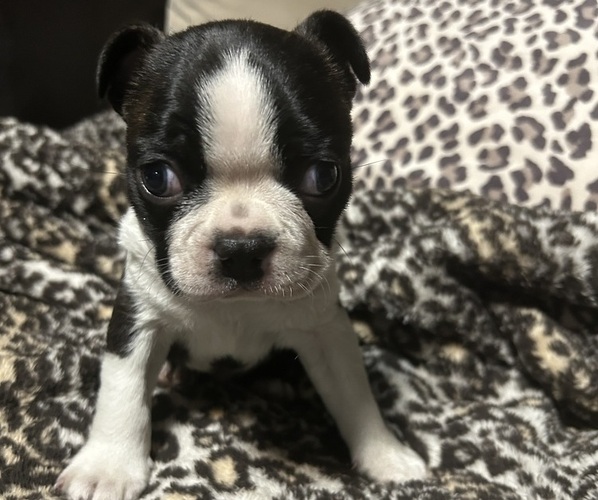 Medium Photo #1 Boston Terrier Puppy For Sale in ABILENE, TX, USA