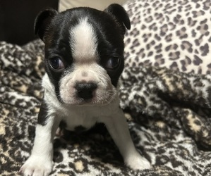 Boston Terrier Puppy for Sale in ABILENE, Texas USA