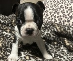 Small Boston Terrier