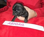 Puppy 6 Pug