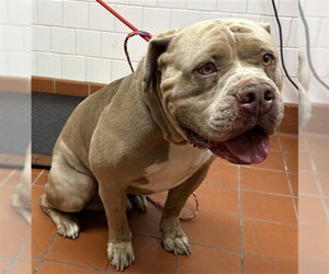Mutt Dogs for adoption in Camarillo, CA, USA