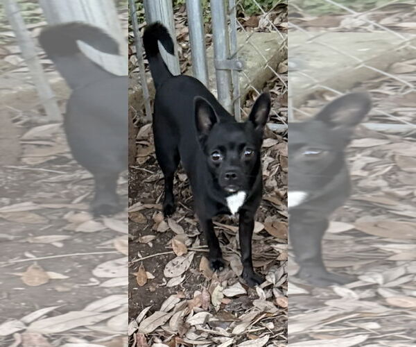 Medium Photo #1 Chiweenie Puppy For Sale in Oakhurst, NJ, USA