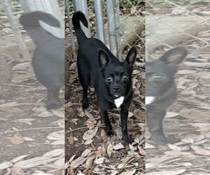 Chiweenie Dogs for adoption in Oakhurst, NJ, USA